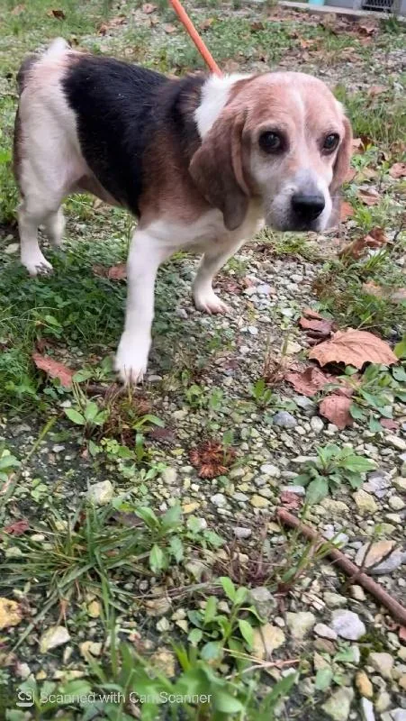 A senior medium-sized male Beagle dog named Copper for adoption in Aurora, IL