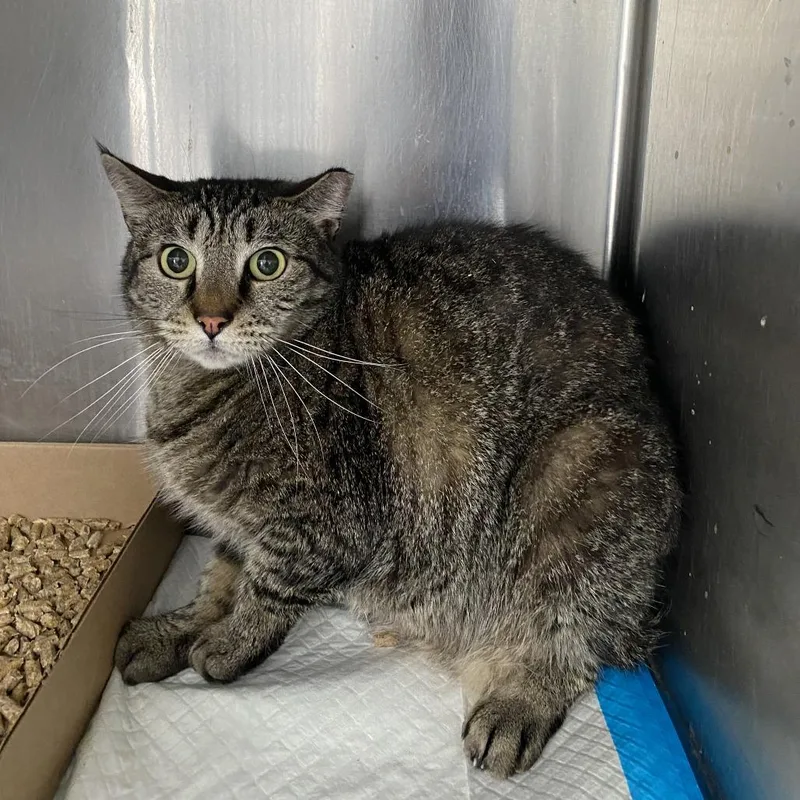 An adult large-sized male Brown / Chocolate Domestic Short Hair cat named George for adoption in Newark, NJ