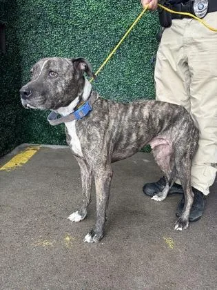 An adult medium-sized male Brindle Mixed Breed dog named Hans for adoption in El Paso, TX