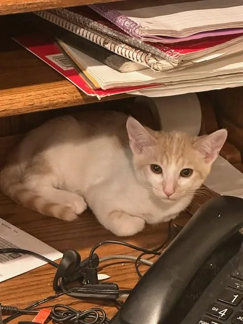 A baby small-sized male Domestic Short Hair cat named Blondie for adoption in San Jose, CA