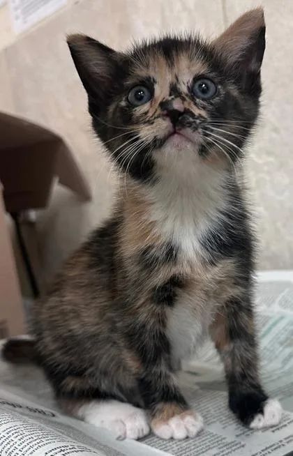 A baby small-sized female Domestic Short Hair cat named Yeti for adoption in Honolulu, HI