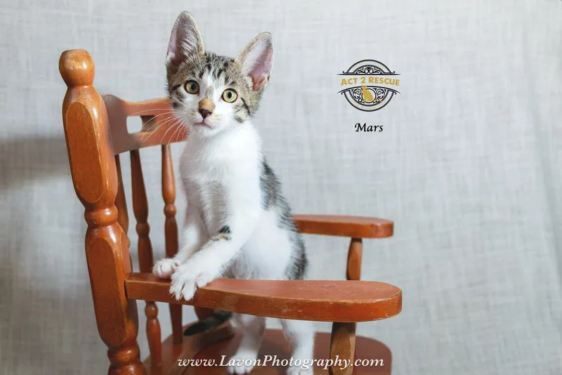 A young medium-sized female Domestic Short Hair cat named Mars for adoption in Riverside, CA