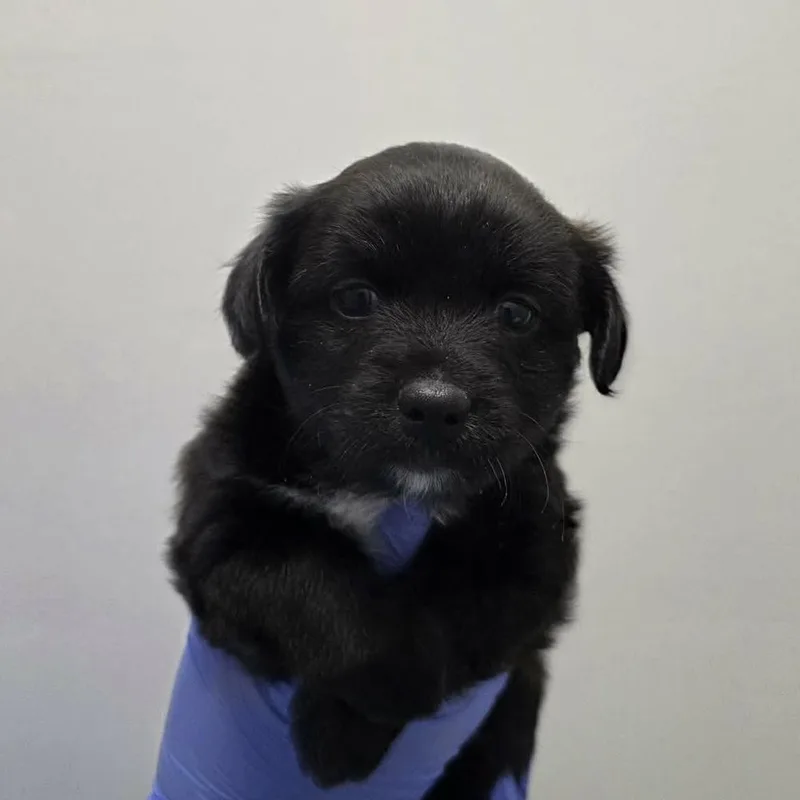 A baby medium-sized male Black Mixed Breed dog named Stallone for adoption in Long Island City, NY