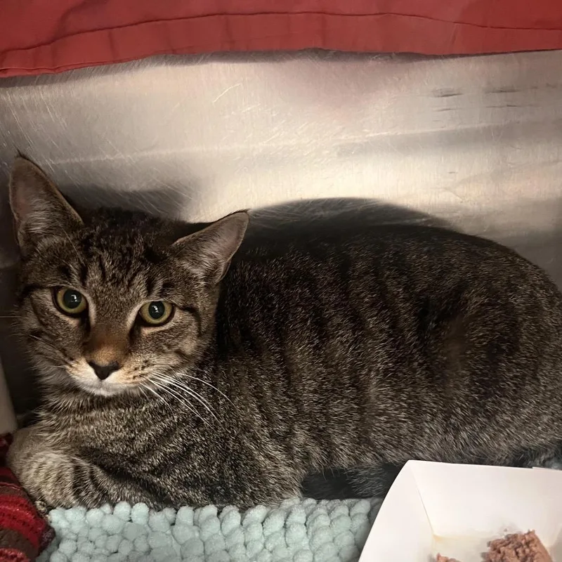 A young medium-sized female Brown / Chocolate Domestic Short Hair cat named Tulip for adoption in Kennebunk, ME