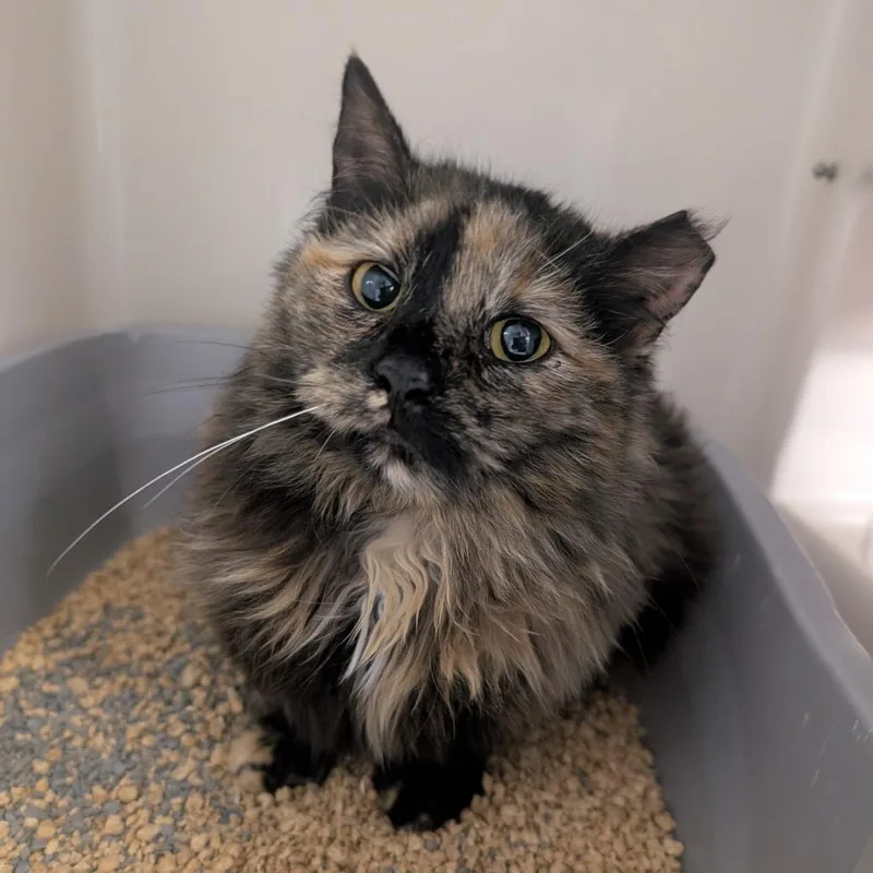 An adult medium-sized female Tortoiseshell Domestic Long Hair cat named Light Bright for adoption in Watertown, NY