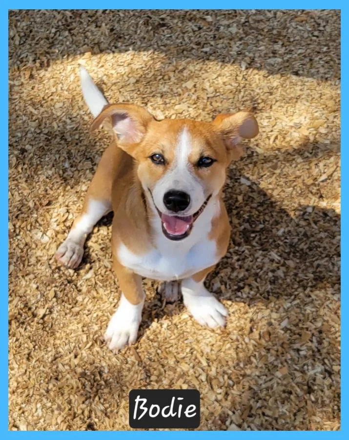 A young medium-sized male Corgi dog named Bodie for adoption in Granbury, TX