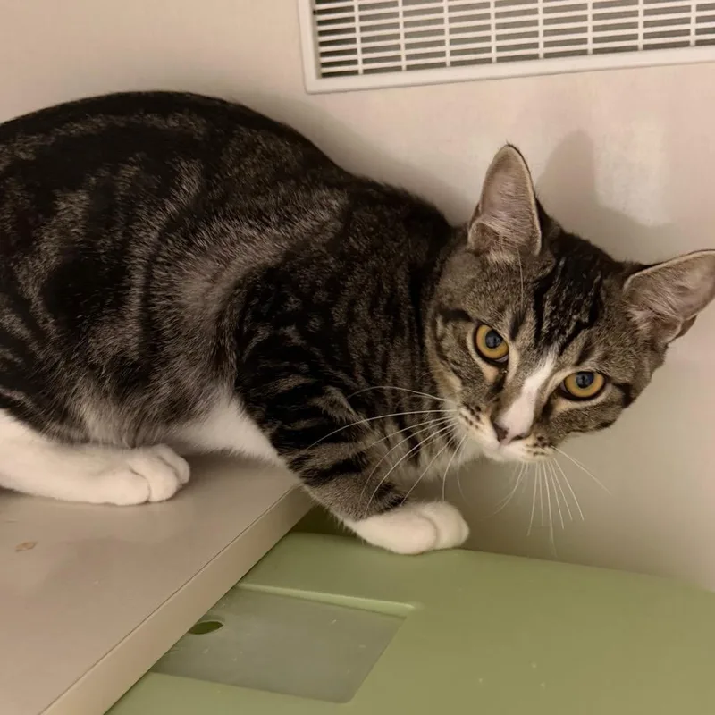 A baby medium-sized male Gray / Blue / Silver Domestic Short Hair cat named Piglet for adoption in Floresville, TX