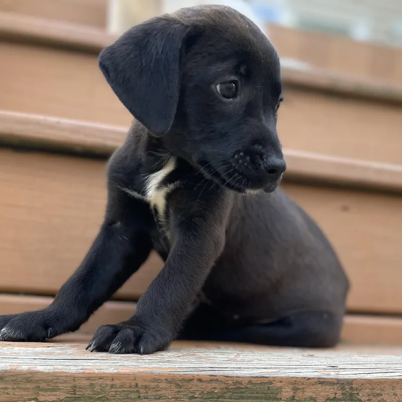 A baby medium-sized female Black Labrador Retriever dog named Charlie for adoption in Richmond, VA