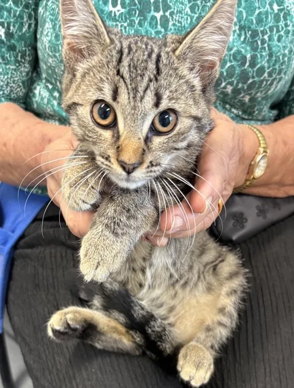 A baby small-sized female Domestic Short Hair cat named If Butterfinger for adoption in Lawrenceville, GA