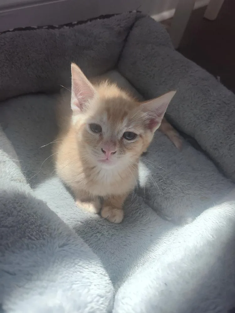 A baby small-sized male Tabby (Orange / Red) Domestic Short Hair cat named Gucci for adoption in Mooresville, NC