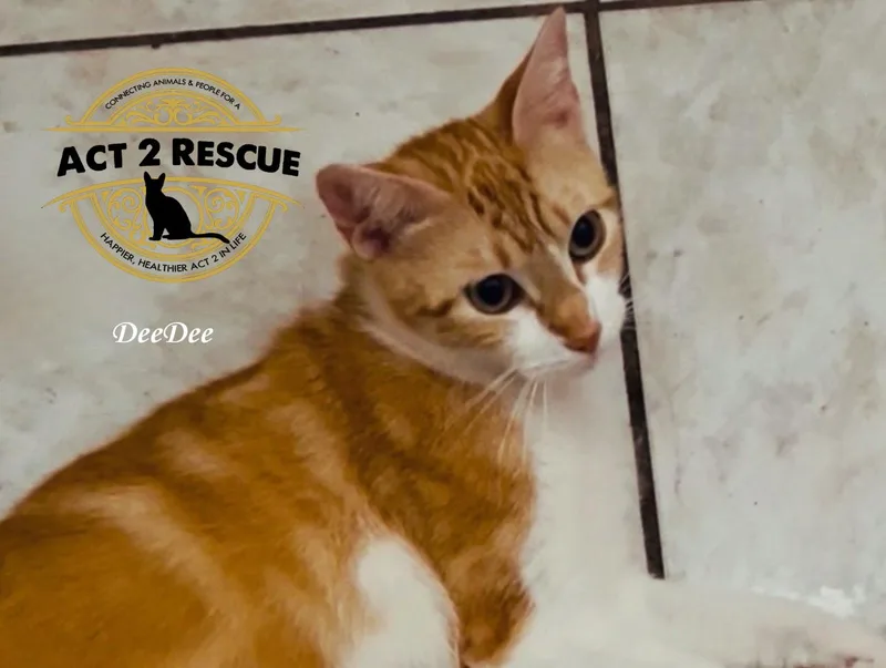 A young medium-sized female Domestic Short Hair cat named Deedee for adoption in Riverside, CA