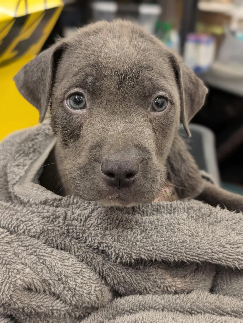 A baby medium-sized male Terrier dog named Kit Kat Candy Litter for adoption in Holly Springs, NC