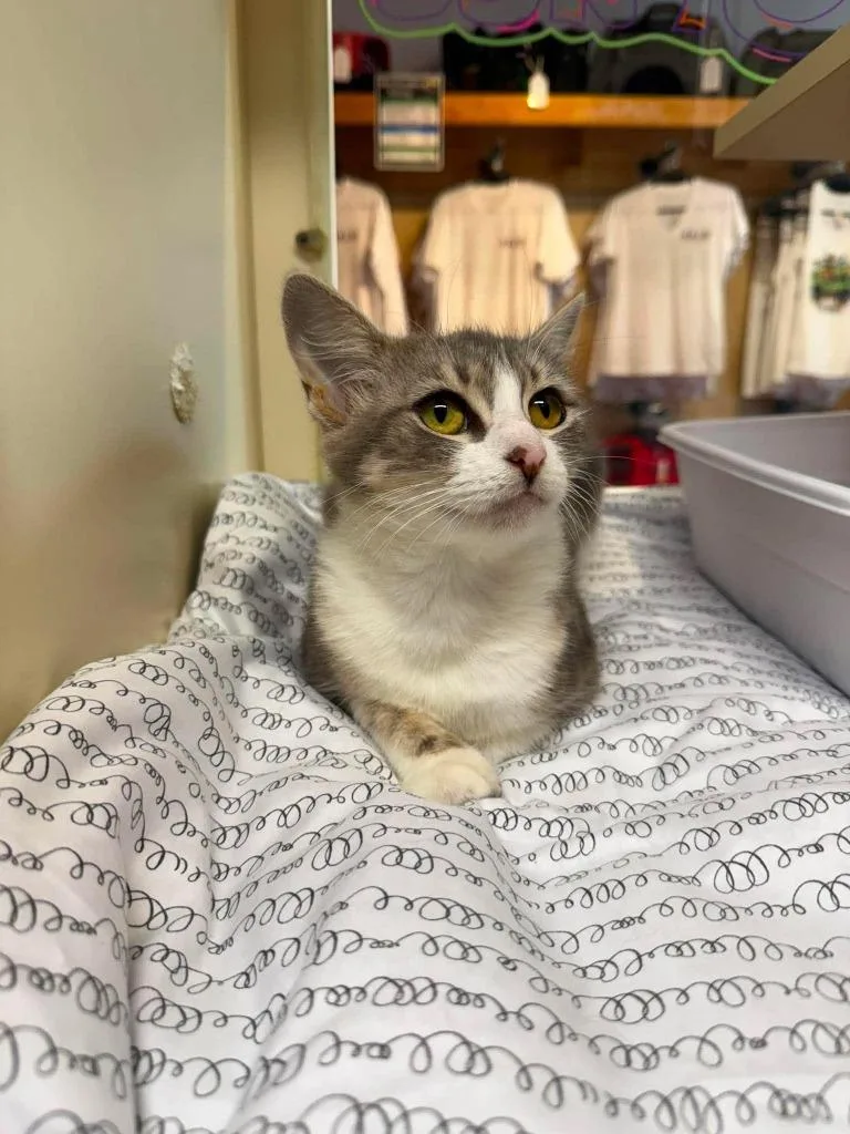 An adult small-sized female Domestic Short Hair cat named Chicken for adoption in Sebastian, FL