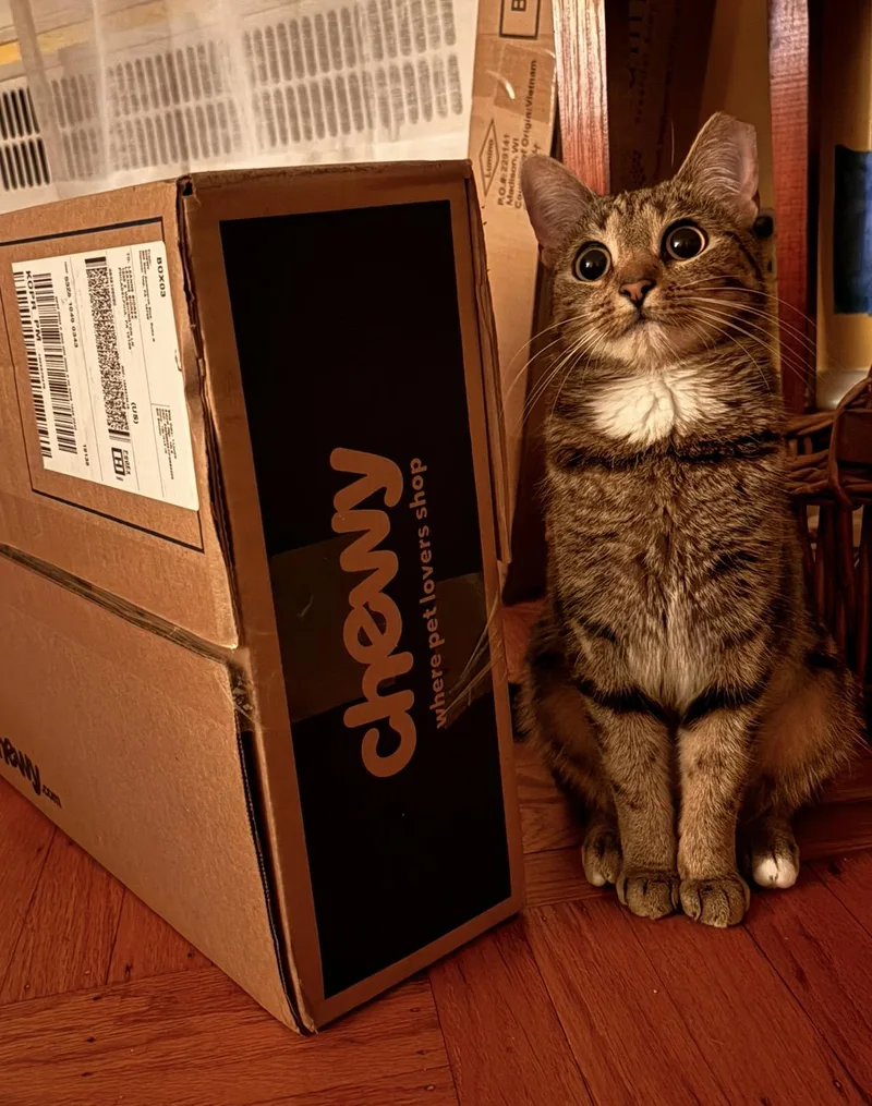 A young medium-sized female Domestic Short Hair cat named Scout for adoption in Philadelphia, PA
