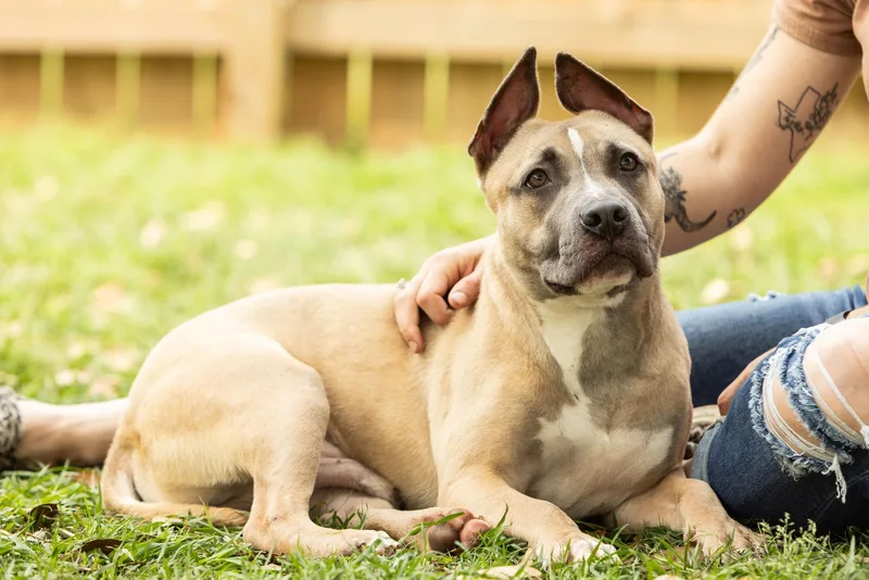 A young medium-sized male Brown / Chocolate American Staffordshire Terrier dog named Scrappy Doo for adoption in Tomball, TX