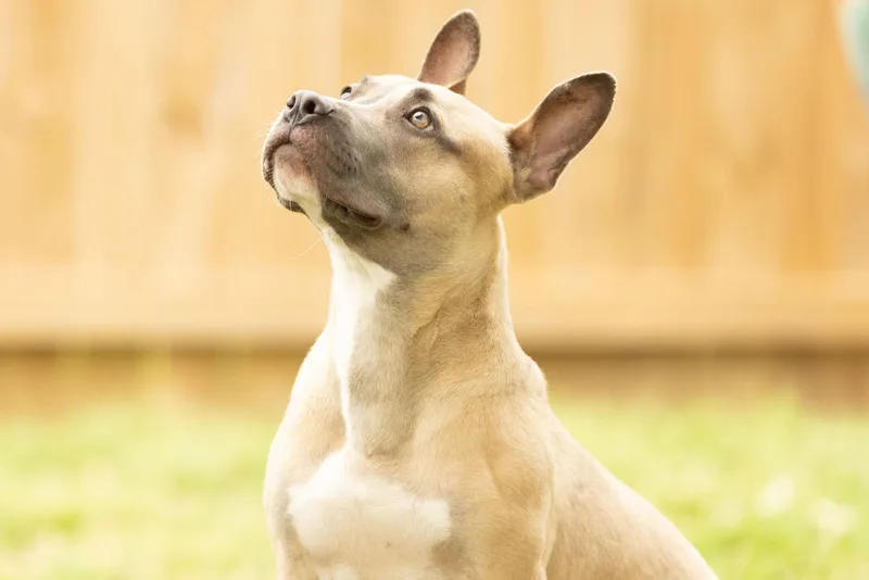 Scrappy Doo thumbnail 2