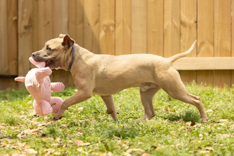 Scrappy Doo thumbnail 4