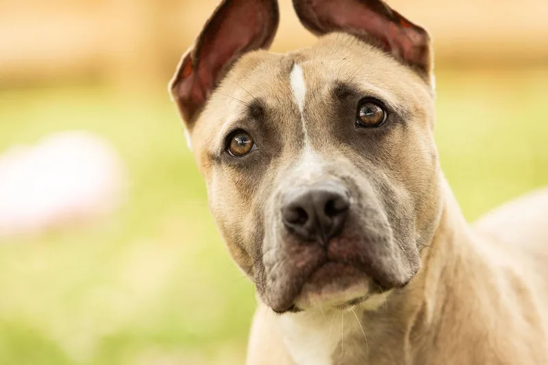 Scrappy Doo thumbnail 5