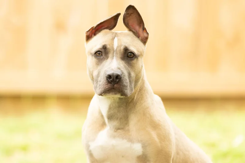Scrappy Doo thumbnail 6