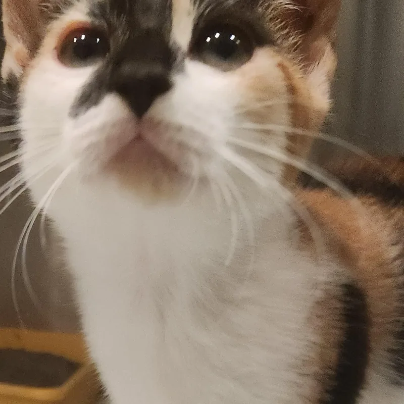 A baby medium-sized female Calico Domestic Short Hair cat named Juniper for adoption in Charleston, SC
