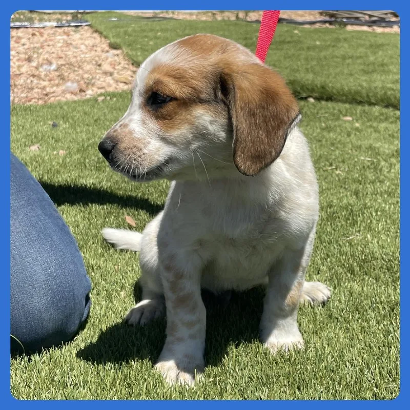A baby small-sized male White / Cream Labrador Retriever dog named Hamachi for adoption in Prescott, AZ
