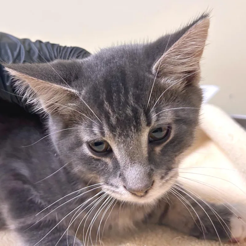 A baby small-sized male Gray / Blue / Silver Domestic Short Hair cat named Cygnus for adoption in Woodinville, WA