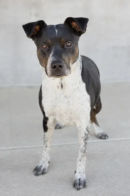 An adult large-sized female Mixed Breed dog named Lady for adoption in Longmont, CO