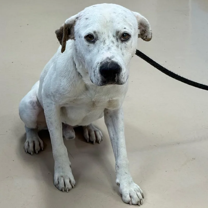 An adult medium-sized male White / Cream Mixed Breed dog named Malone for adoption in Pine Bluff, AR