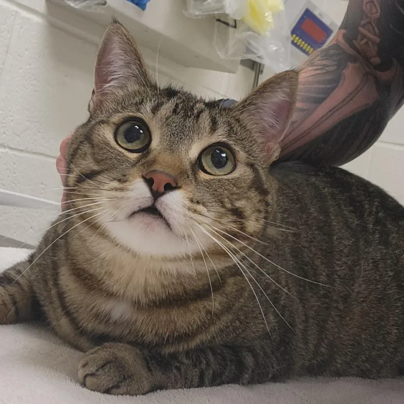 An adult large-sized female Domestic Short Hair cat named Dakota for adoption in Murray, UT
