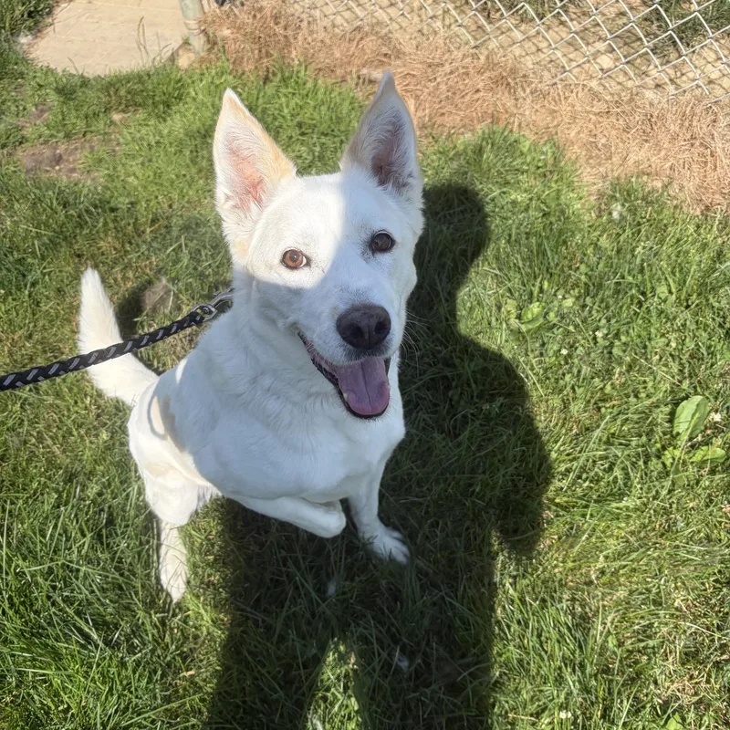 A senior medium-sized female White / Cream Shepherd dog named Sadie for adoption in Seneca, PA
