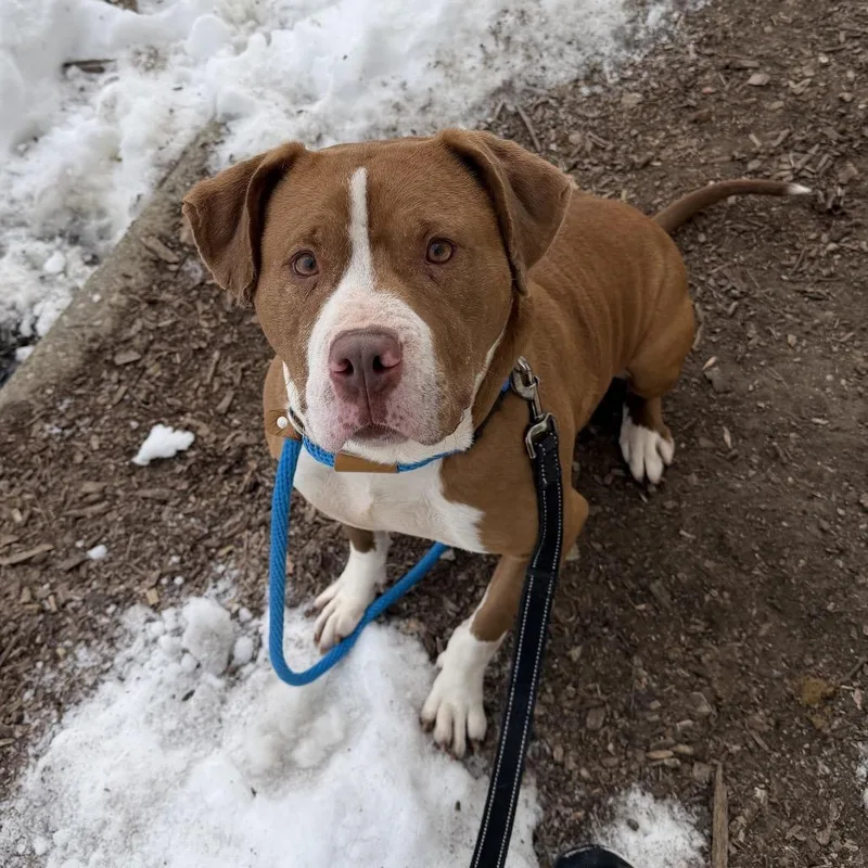 An adult large-sized female Brown / Chocolate Pit Bull Terrier dog named Pretzel for adoption in Indianapolis, IN