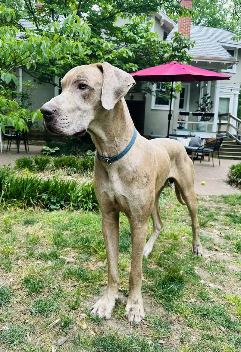 An adult extra large-sized male Great Dane dog named Goofy for adoption in Pine Beach, NJ