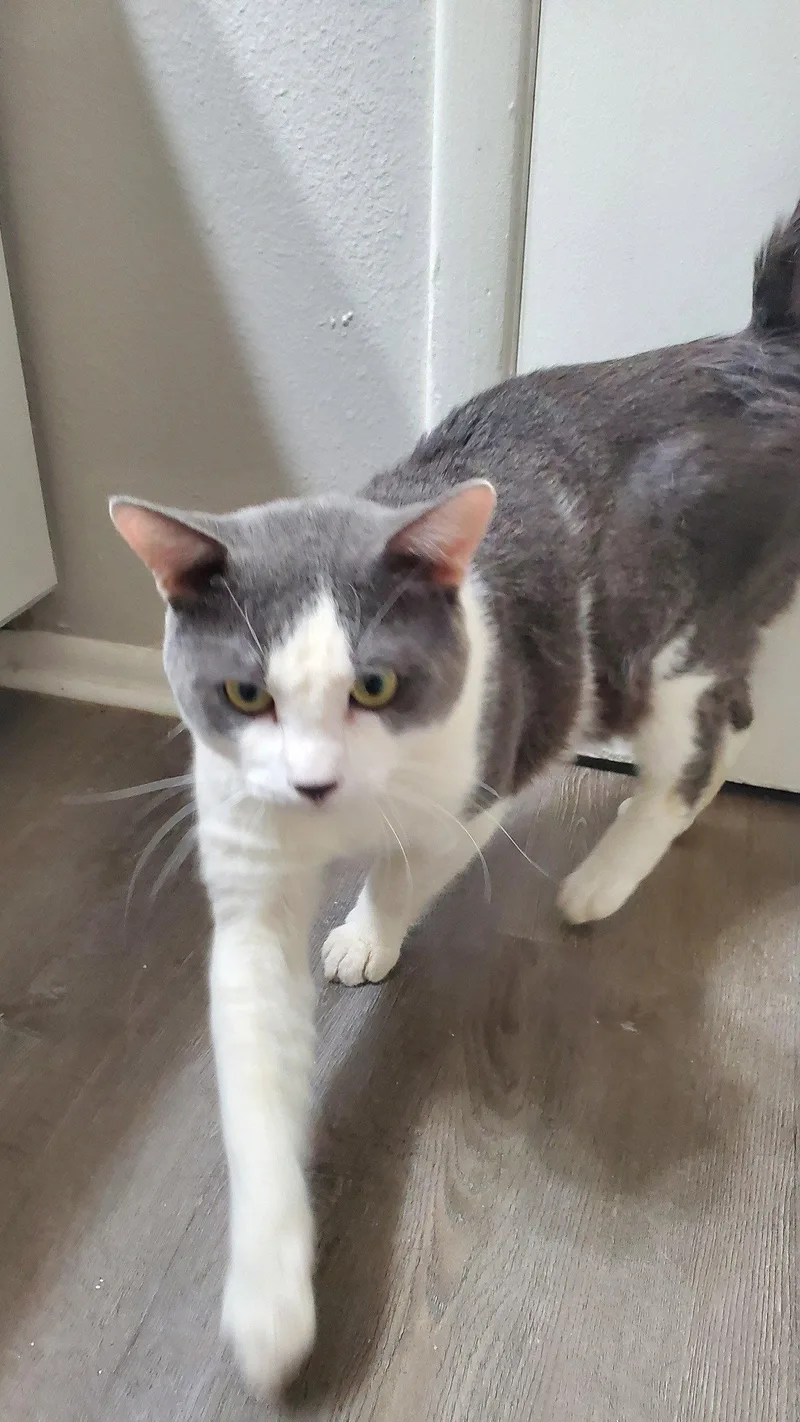 An adult medium-sized male Gray & White Domestic Short Hair cat named Benny Bugs for adoption in Phoenix, AZ