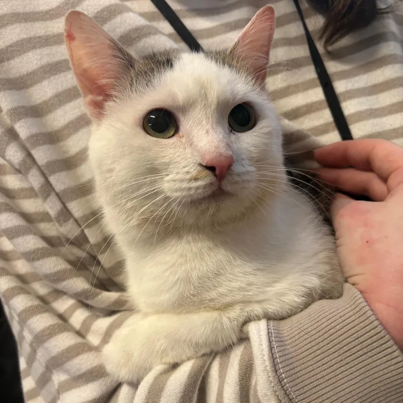 A young small-sized male White Domestic Short Hair cat named Domino for adoption in Morganton, NC