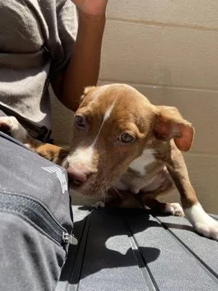 A baby medium-sized male Mixed Breed dog named Junior for adoption in West Chester, PA