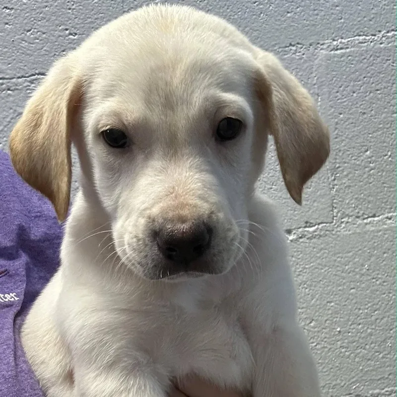 A baby medium-sized male White / Cream Retriever dog named Huck for adoption in Waxhaw, NC