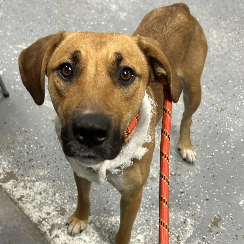 A young small-sized female Brown / Chocolate Hound dog named Irma for adoption in St Joseph, MO