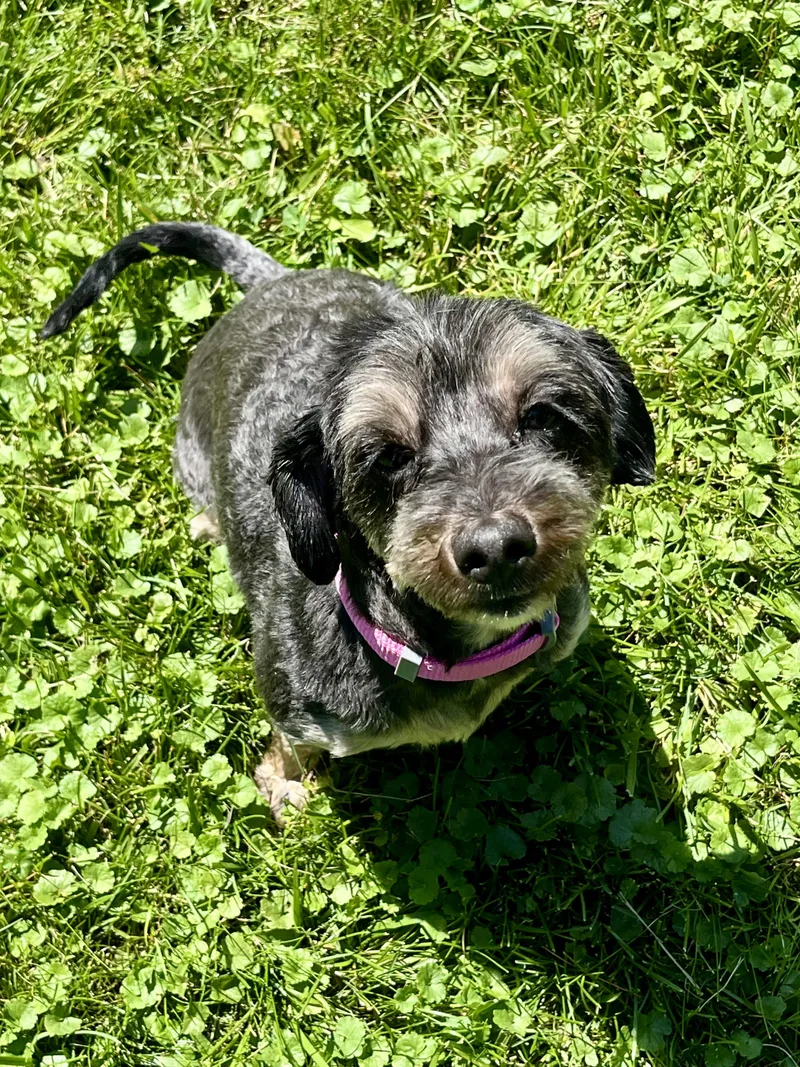 An adult small-sized female Bicolor Havanese dog named Murphy Brown for adoption in Grosse Pointe Park, MI