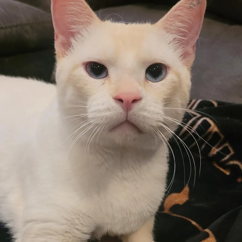 An adult medium-sized male Orange / Red Domestic Short Hair cat named Sammy for adoption in Buffalo, MN