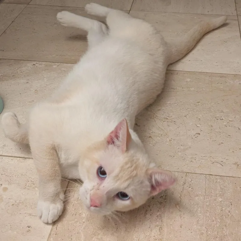 Sammy thumbnail 2