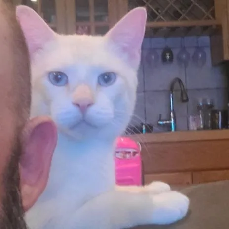 Sammy thumbnail 3