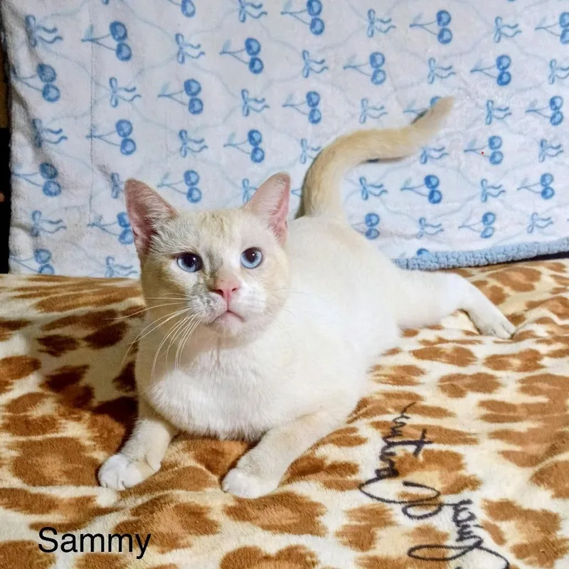 Sammy thumbnail 4