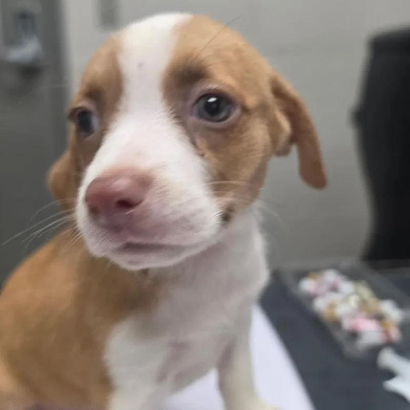 A baby small-sized female Brown / Chocolate Mountain Cur dog named Greenie for adoption in Lufkin, TX