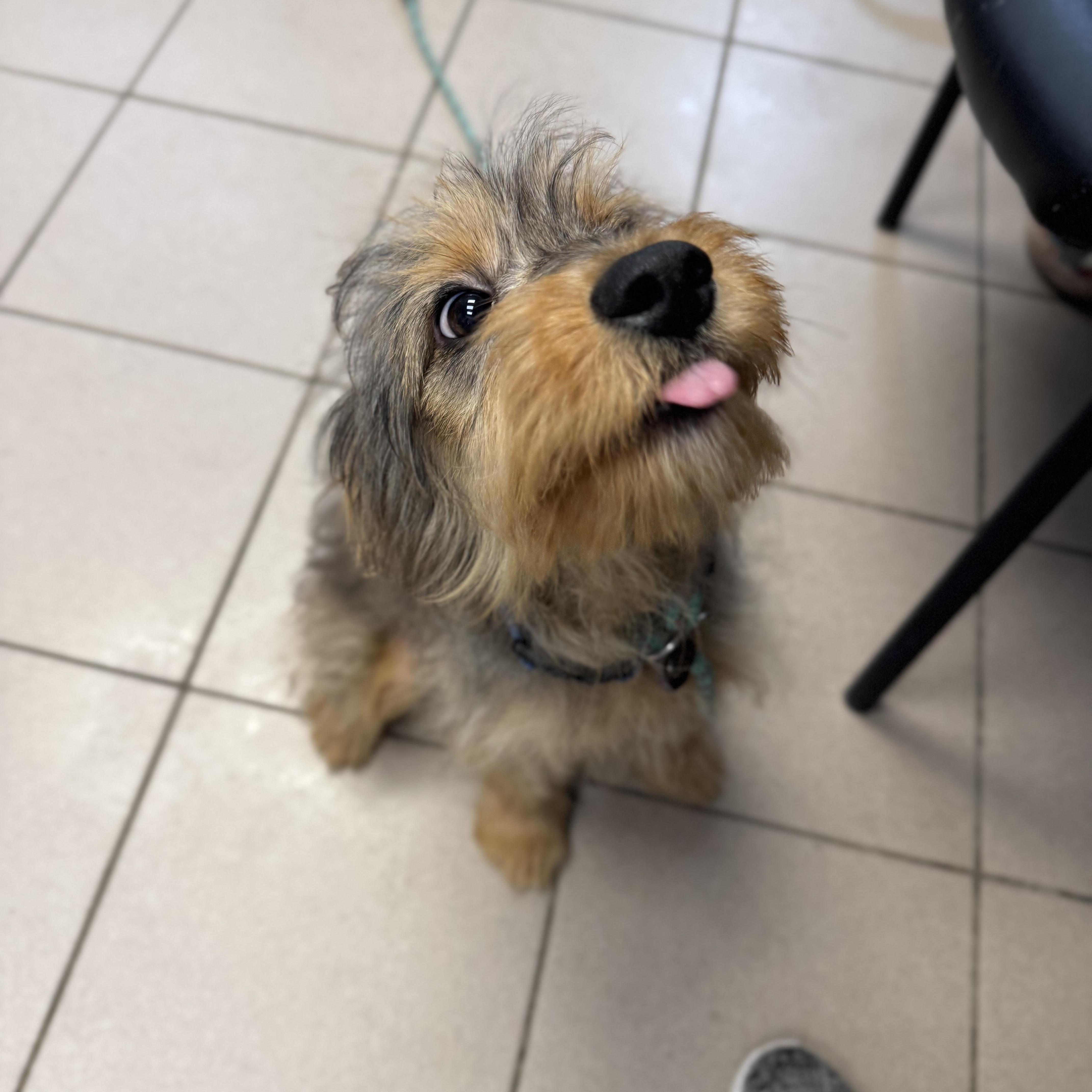 A baby medium-sized male Aussiedoodle dog named Reese for adoption in Philadelphia, PA