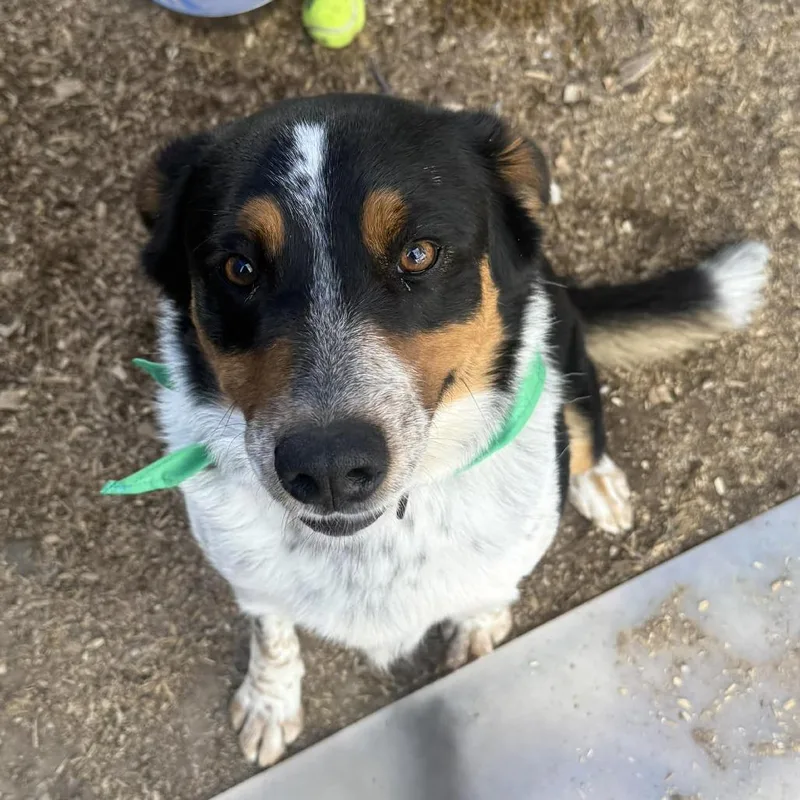 Howlywood thumbnail 2