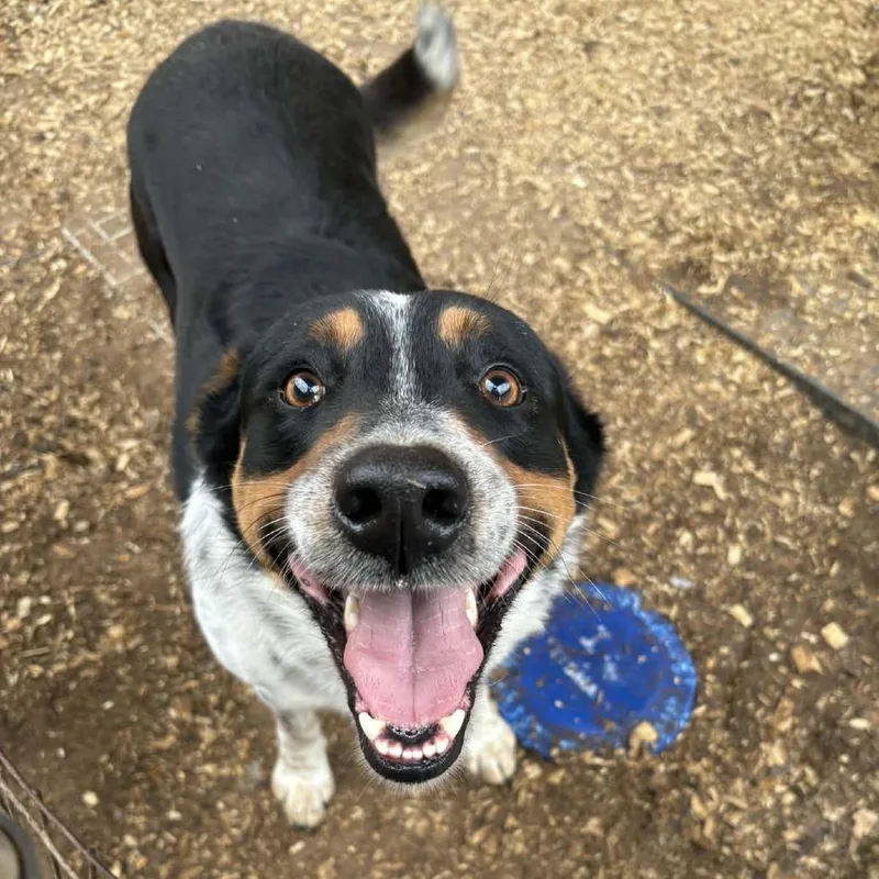 Howlywood thumbnail 3