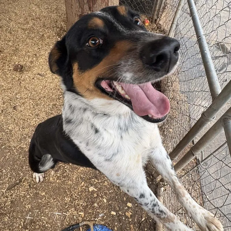 Howlywood thumbnail 4