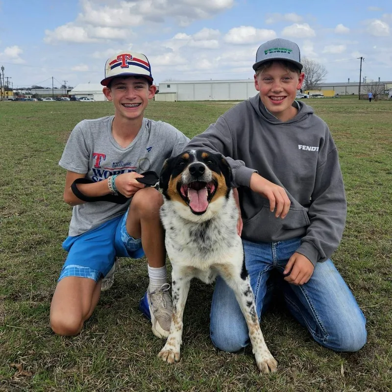 Howlywood thumbnail 5