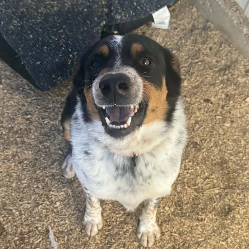 Howlywood thumbnail 6