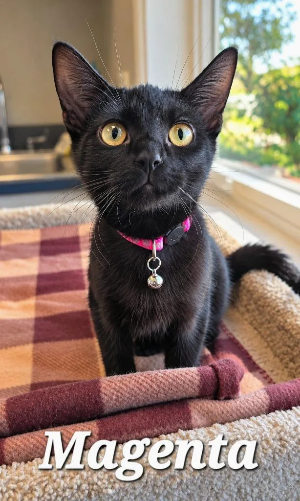 A baby medium-sized female Domestic Short Hair cat named Magenta for adoption in Sidney, OH